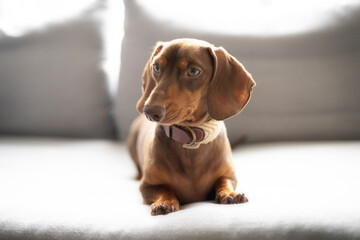 Small dog Dachshund on the gray sofa