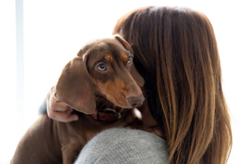 Girl petting a small dachshund at home.