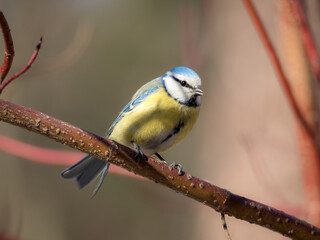 blue tit on a branch
