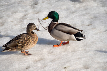 Obraz premium two ducks on melting ice