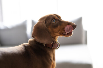 Small Dachshund dog licking his lips