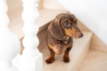 Small Dachshund dog on a ladder at home