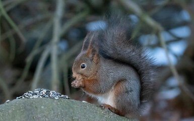 squirrel in the park eating. 