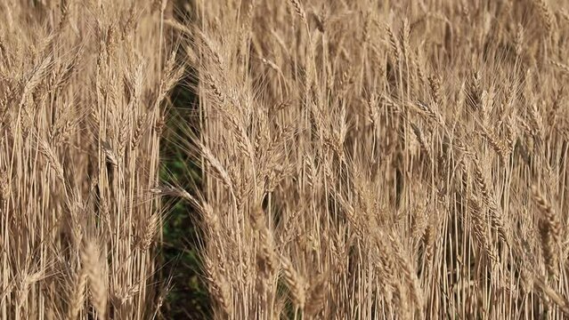 Ears of wheat on yellow field background, nature. Rich summer harvest, agricultural industry for food. Lack of food wheat in world. 