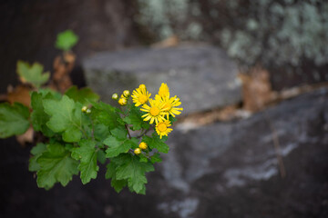 野菊