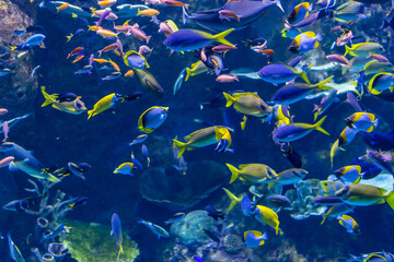 Obraz na płótnie Canvas Swarm of Different Colorful Fishs Swimming through Coral Reef, Australia