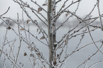 Tree branch with snow in winter in the cold