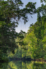 Small Branch of Daintree River in Rainforest, Queensland, Australia