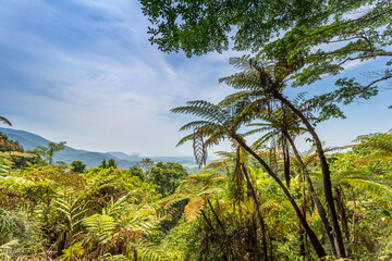 Fototapeta na wymiar View over Rainforest from Mount Alexandra Lookout, Queensland, Australia