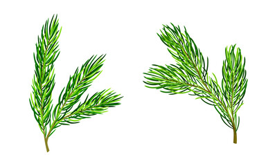Fir pine tree branches set vector illustration isolated on white background
