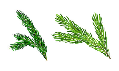 Green pine tree branches set cartoon vector illustration on white background