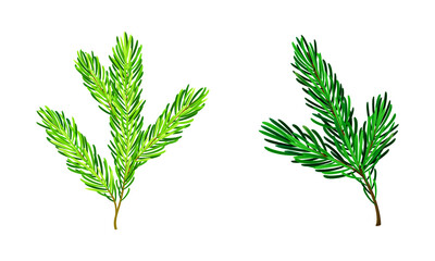 Pine tree branches set. Christmas decoration element cartoon vector illustratio