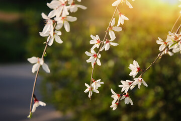 background of spring cherry blossoms tree. selective focus