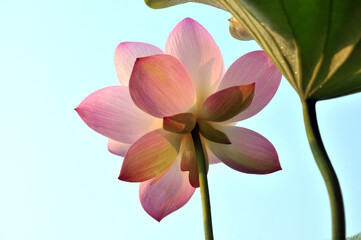 Blossoming lotus flowers