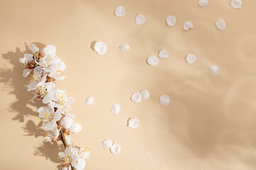 Beige background with spring twig, petals and shadows with copy space