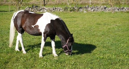 horse and foal
