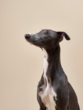 Portrait of a greyhound dog. handsome whippet in a photo studio