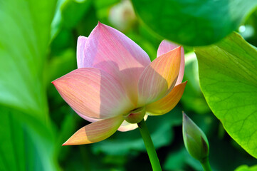 lotus flower in the pond