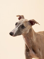 Portrait of a greyhound dog. handsome whippet in a photo studio