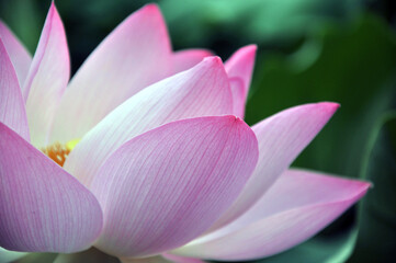 Blossoming lotus flowers