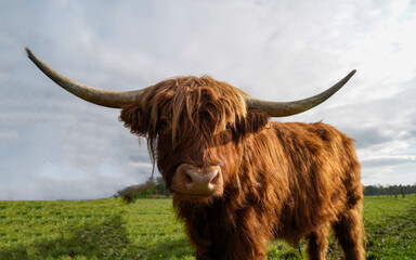highland cow with horns