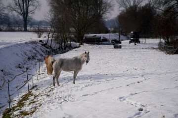 horse in snow