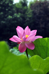Blossoming lotus flowers