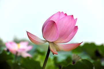 Obraz premium pink lotus flower in garden