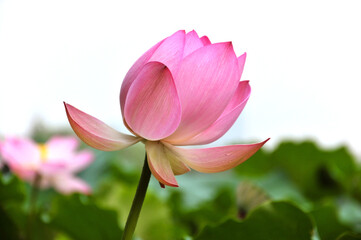pink lotus flower