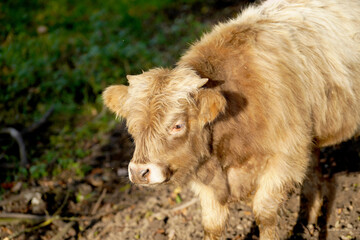 portrait of a calf