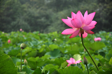 Obraz premium pink lotus flowers in the garden