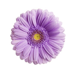 Beautiful violet gerbera flower on white background - obrazy, fototapety, plakaty