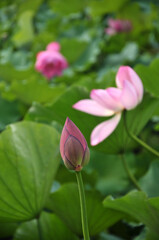 Fototapeta premium pink lotus flower