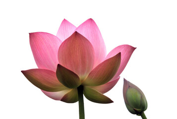 Blossoming lotus flowers