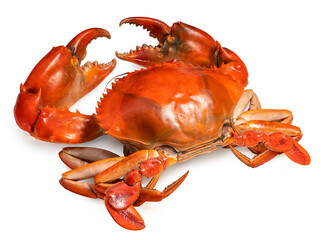 Boiled crab isolated on white background, Scylla serrata or Sea Crab on white With clipping path.