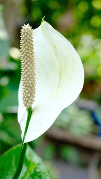 Spathiphyllum Common Name Mauna Loa Peace Lily, Peace Lily, Spathe Flower White Sails
