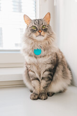 Adult cat, green eyes, longhair breed