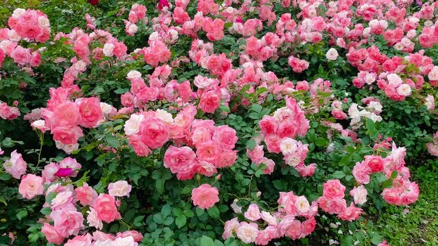 Blooming pink roses in the garden. Pink rose flowerbed.