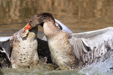 wild goose lakes and rivers in europe