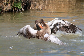 wild goose lakes and rivers in europe