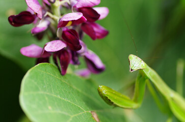 葛の花とカマキリ