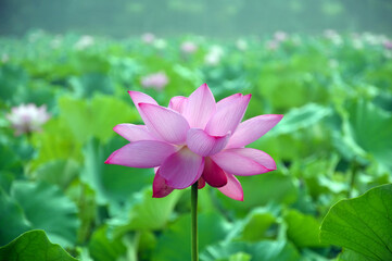 Obraz premium pink lotus flower in the garden