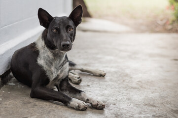 The female dog black and white .Homeless dog Relax on floor concrete look forward with sad eyes and looking for a house.
