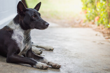 The female dog black and white .Homeless dog Relax on floor concrete look forward with sad eyes and looking for a house.