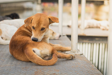 Homeless dog,Stray dog,Vagrant dog in Thailand,Stray dog trying to remove fleas.