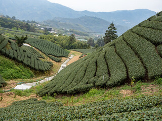 Beautiful tea garden rows scene isolated, design concept for the tea product.