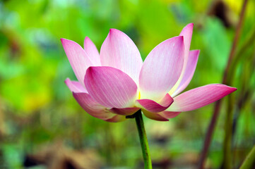 Blossoming lotus flower