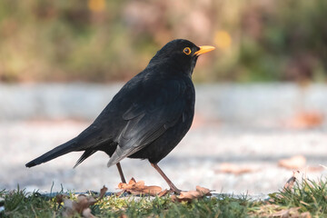 Amsel am Wegrand