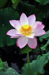 Blossoming lotus flower