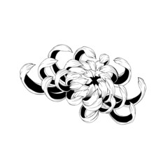 Detailed sketch of a flower chrysanthemum close-up on a white background. chrysanthemum flower blossoms. Cool for t-shirts, tattoos and design. - obrazy, fototapety, plakaty